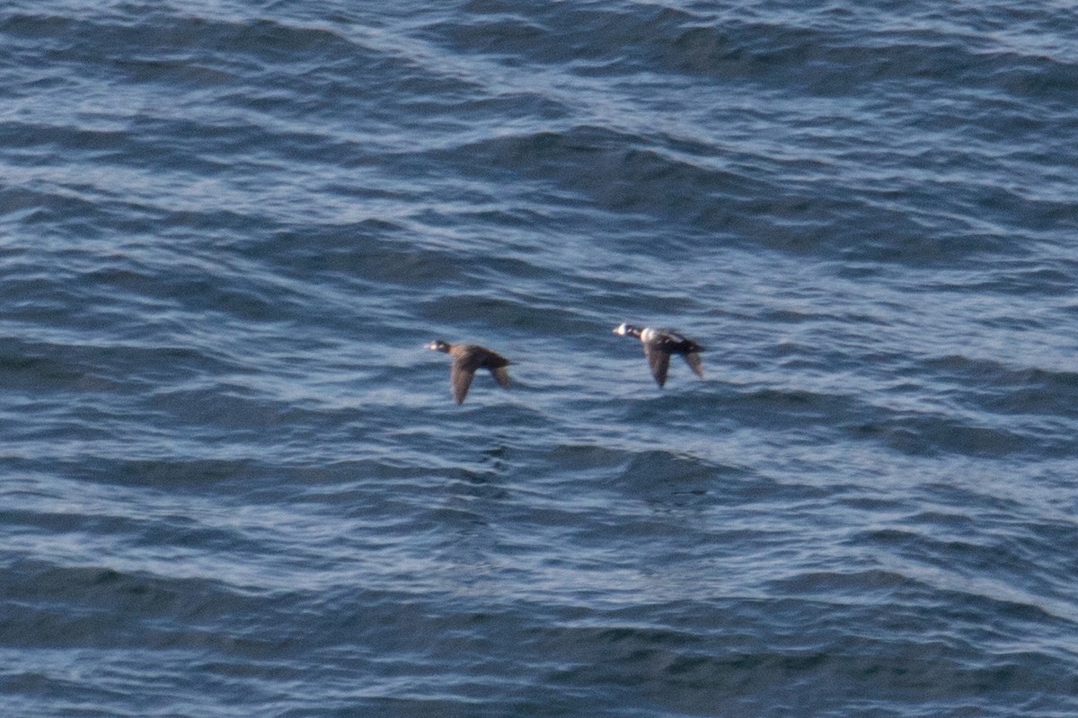 Harlequin Duck - ML297462691