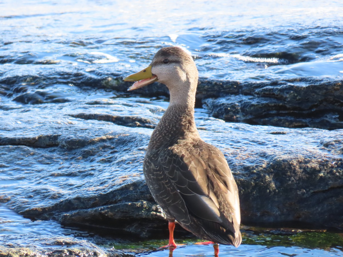 American Black Duck - Gillian Kirkwood