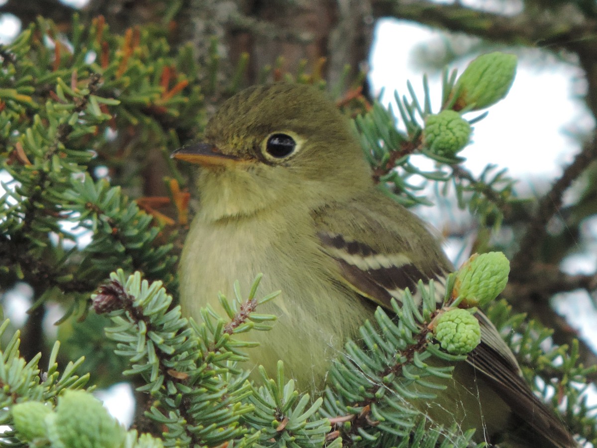 Yellow-bellied Flycatcher - ML29746291