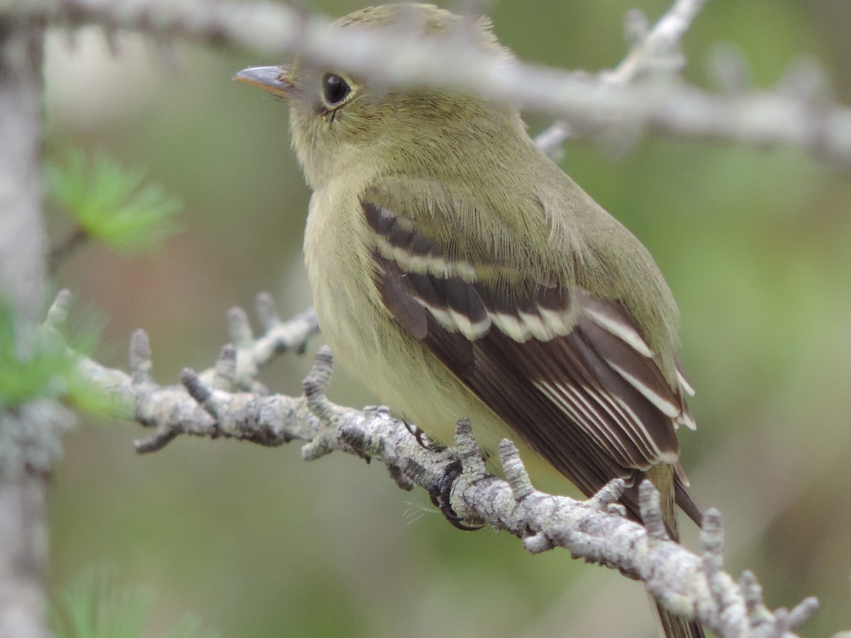 Yellow-bellied Flycatcher - Dan Belter