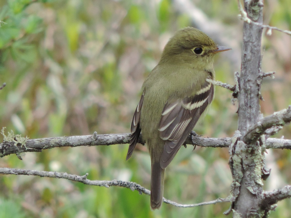 Yellow-bellied Flycatcher - ML29746311