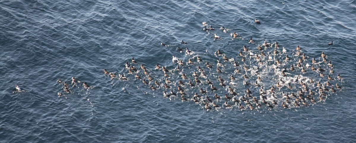 Common Eider - ML297463311