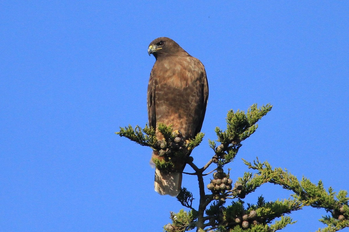 Red-tailed Hawk - ML297464751