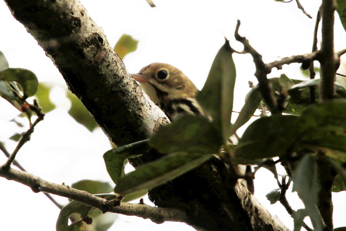 Ovenbird - Tammie Vied Smith