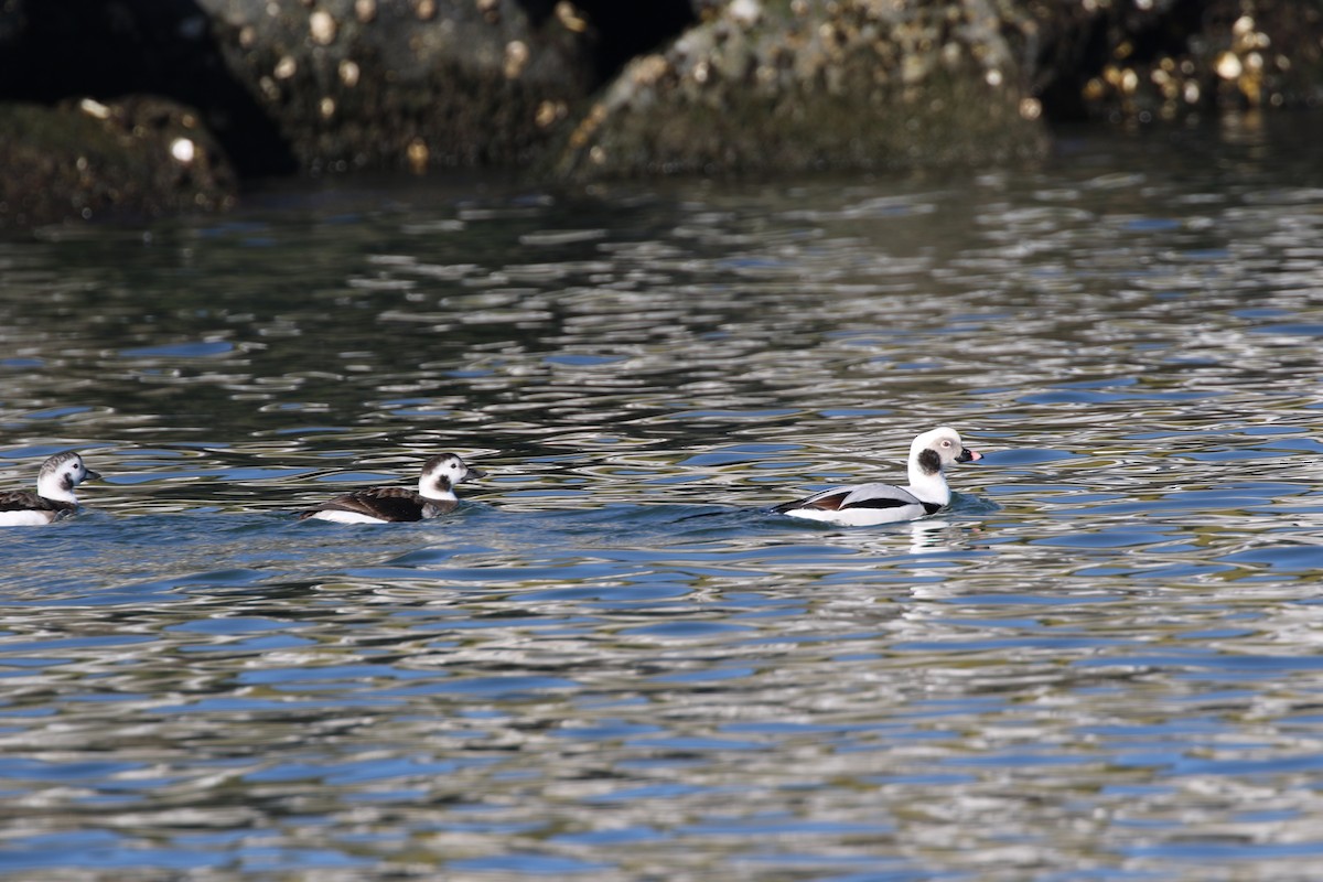 Long-tailed Duck - ML297467061