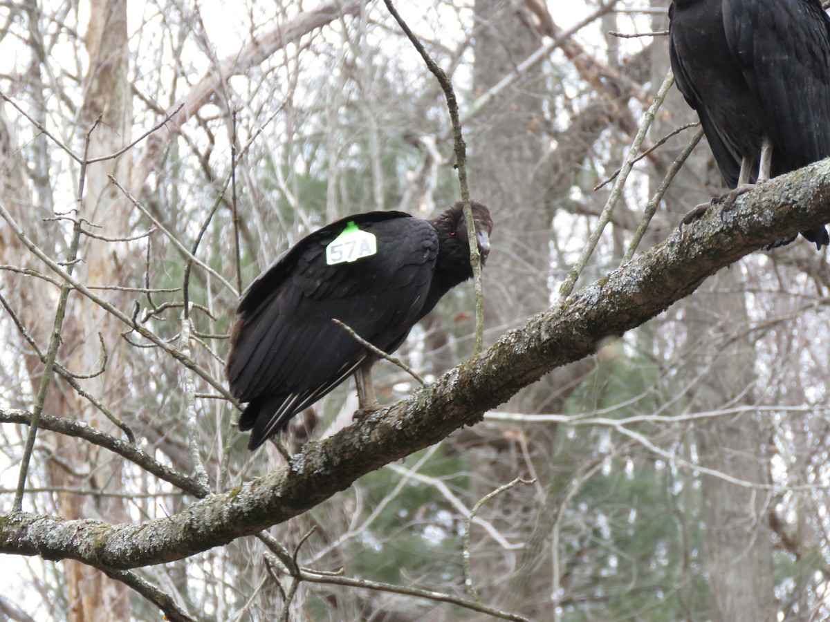 Black Vulture - ML297467991