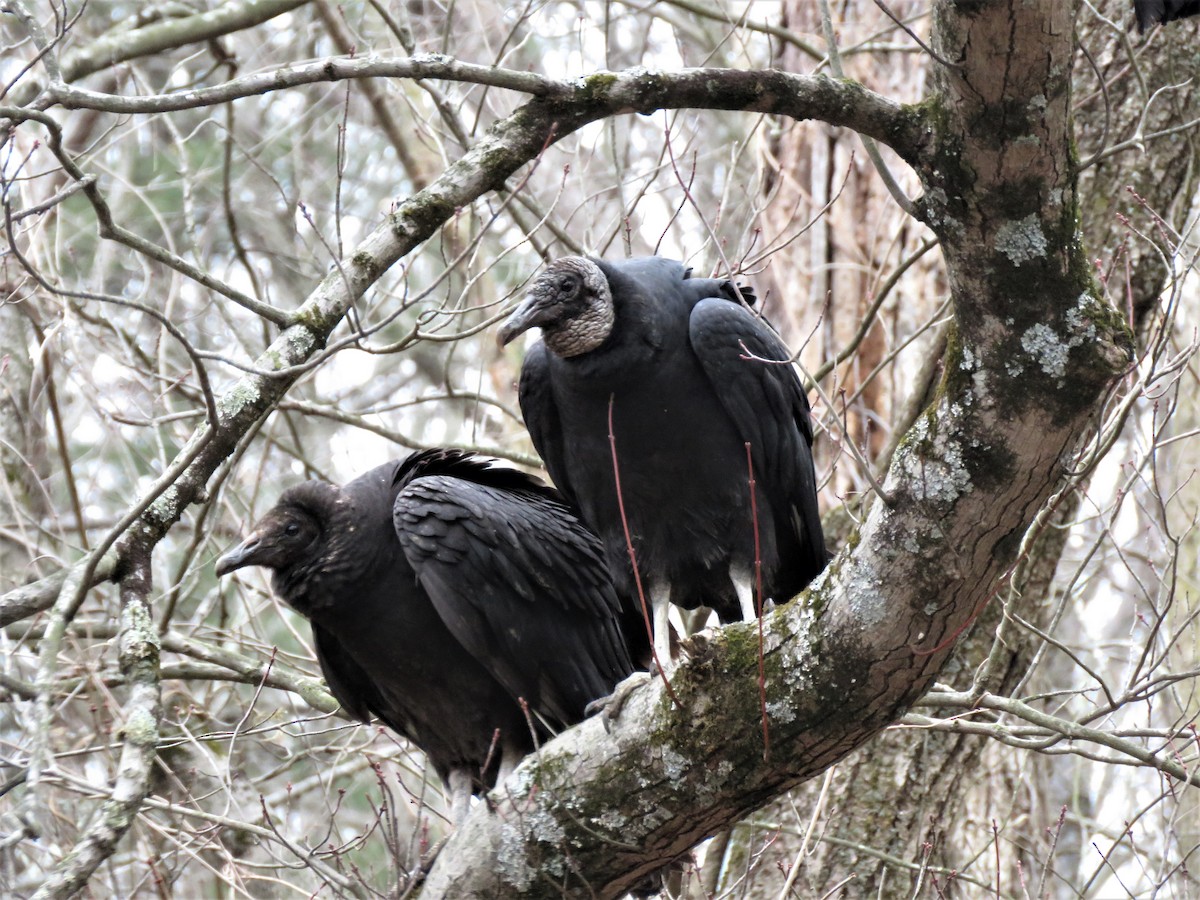 Black Vulture - ML297468301