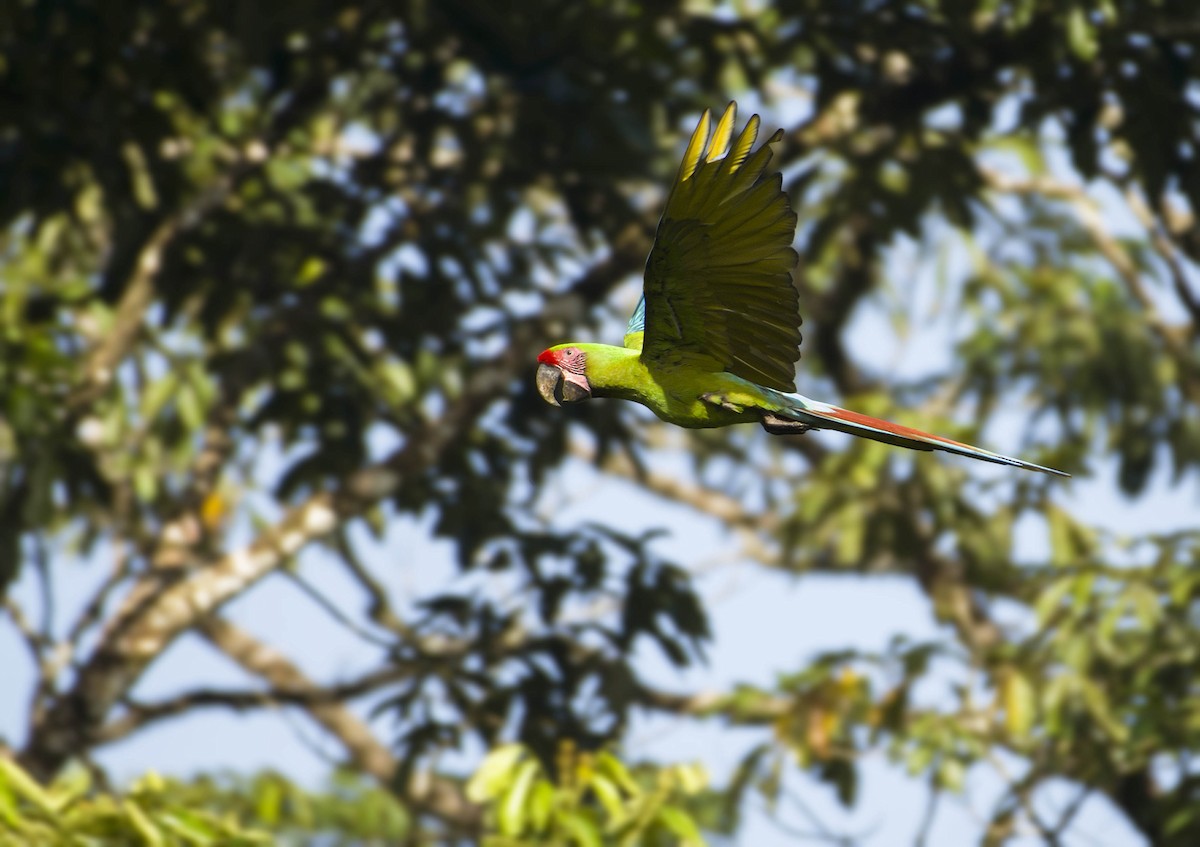 Great Green Macaw - ML297468691