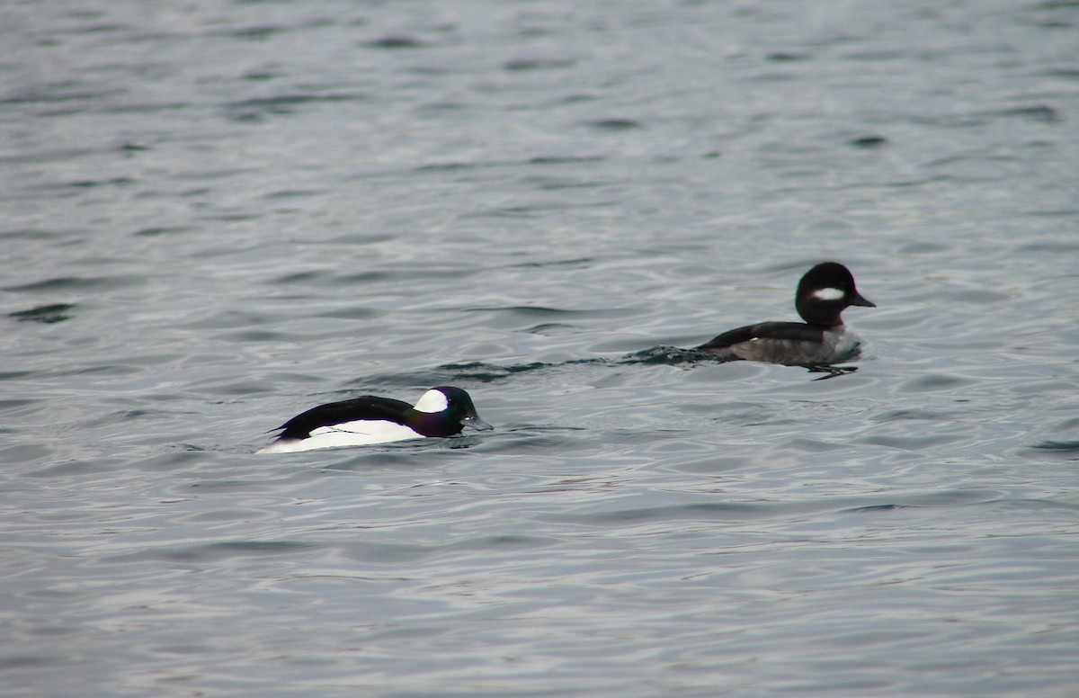 Bufflehead - ML297469271