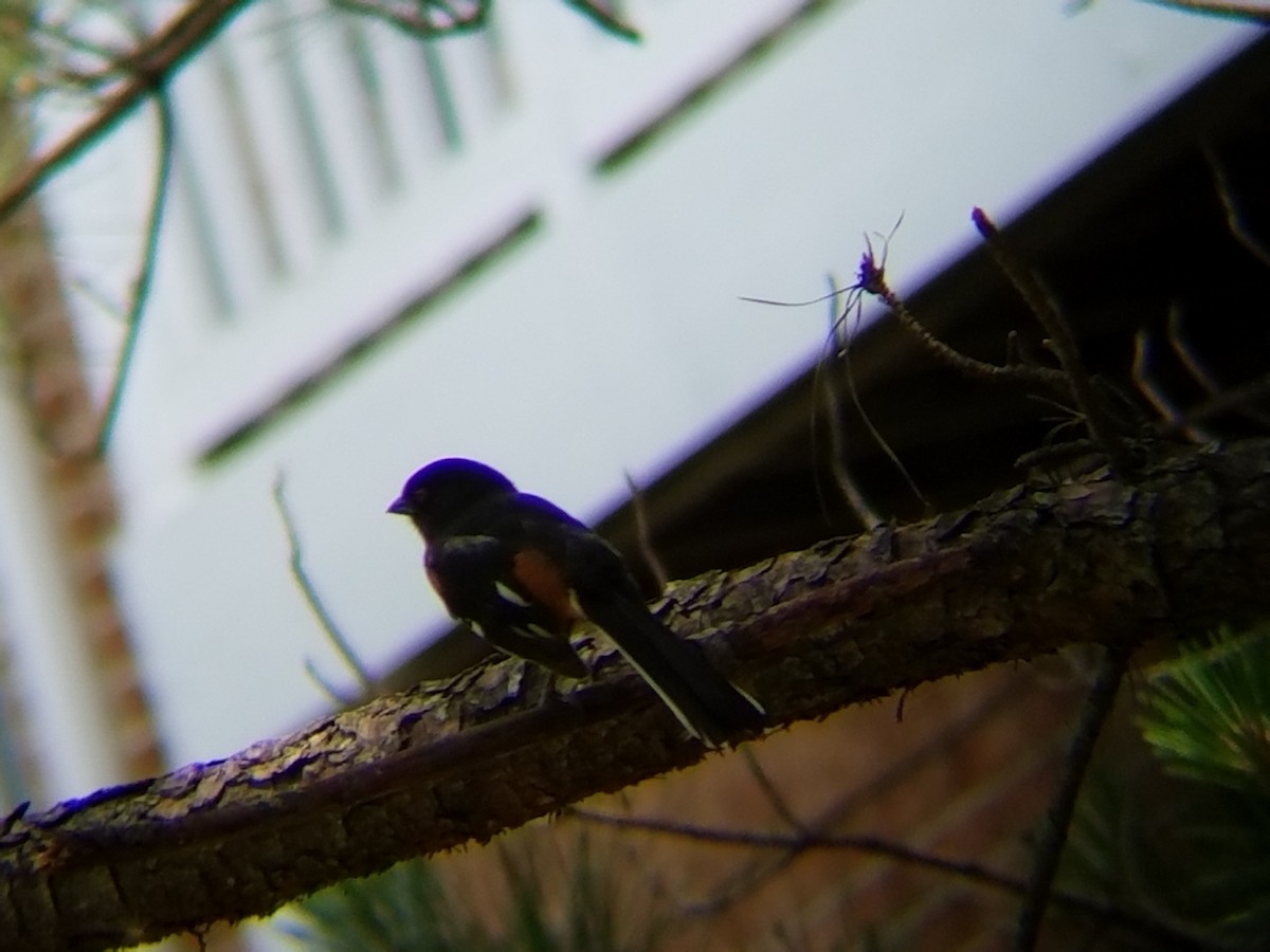 Eastern Towhee - ML29747241