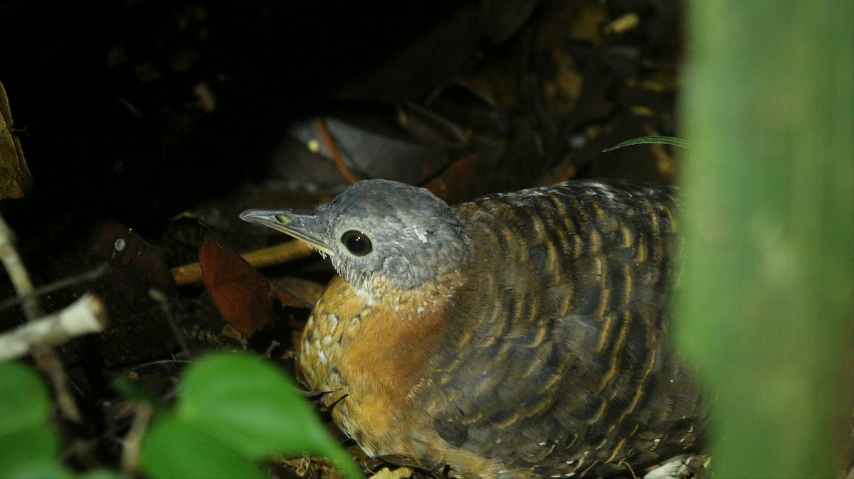 Variegated Tinamou - ML297472971