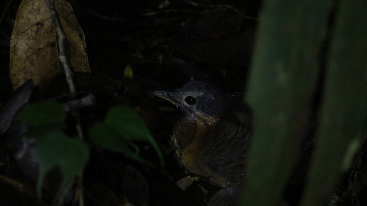 Variegated Tinamou - ML297473001
