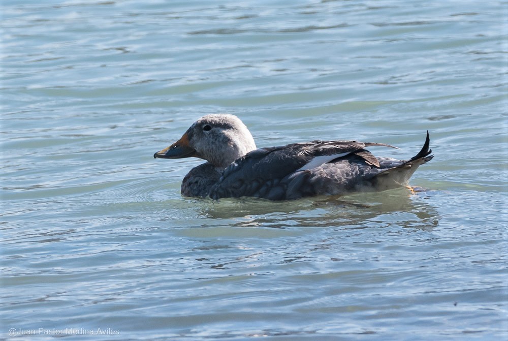 Flying Steamer-Duck - ML297473041