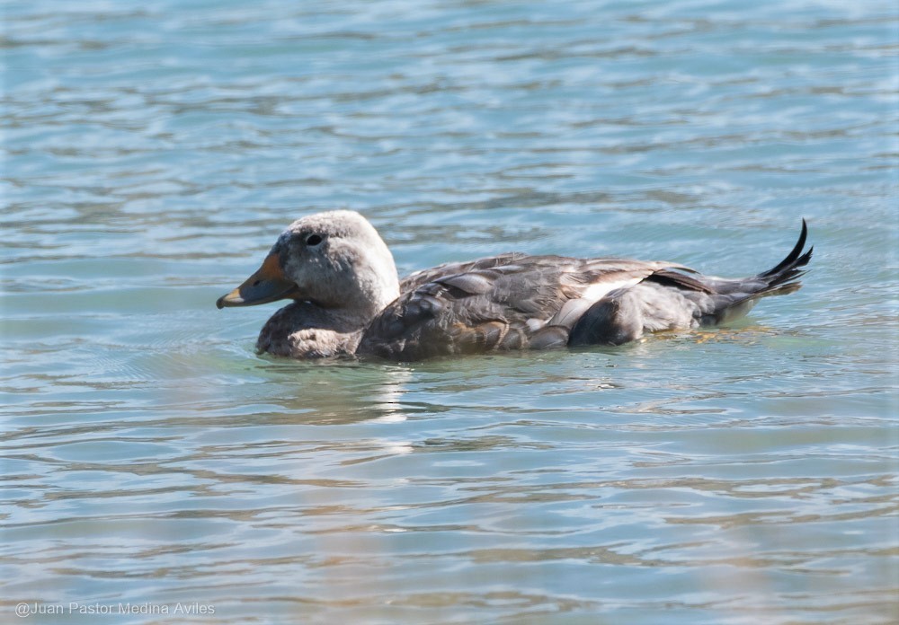 Flying Steamer-Duck - Juan Pastor Medina Avilés