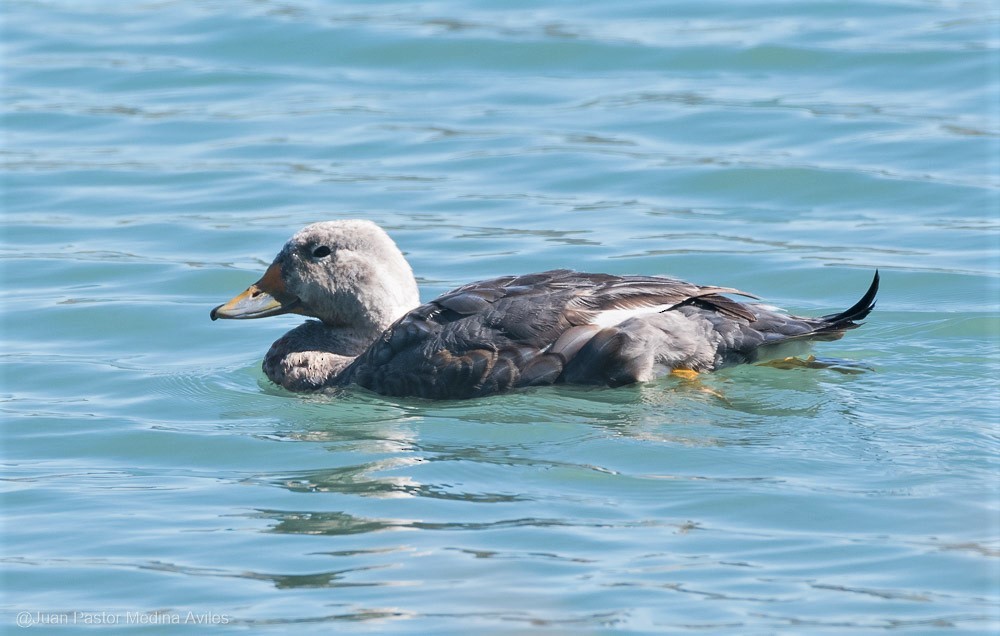 Flying Steamer-Duck - ML297473141