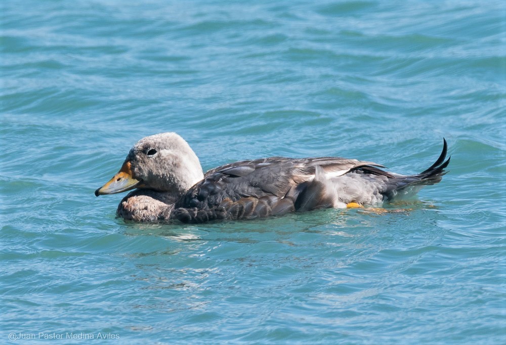 Flying Steamer-Duck - ML297473171