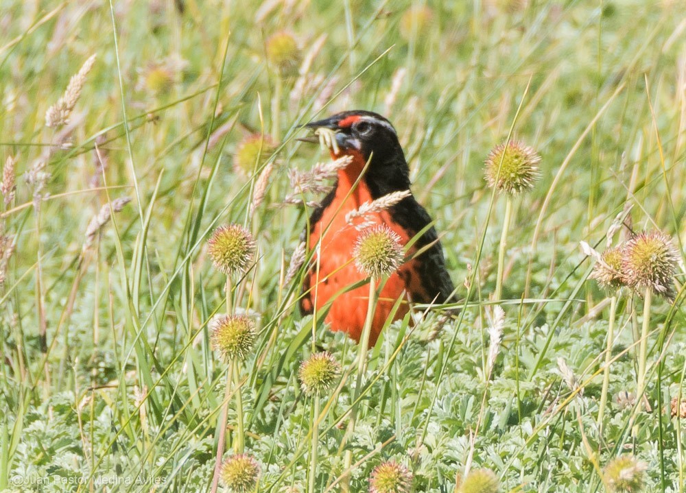 Long-tailed Meadowlark - ML297473261