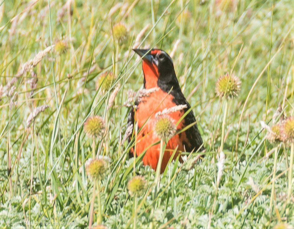 Long-tailed Meadowlark - ML297473321