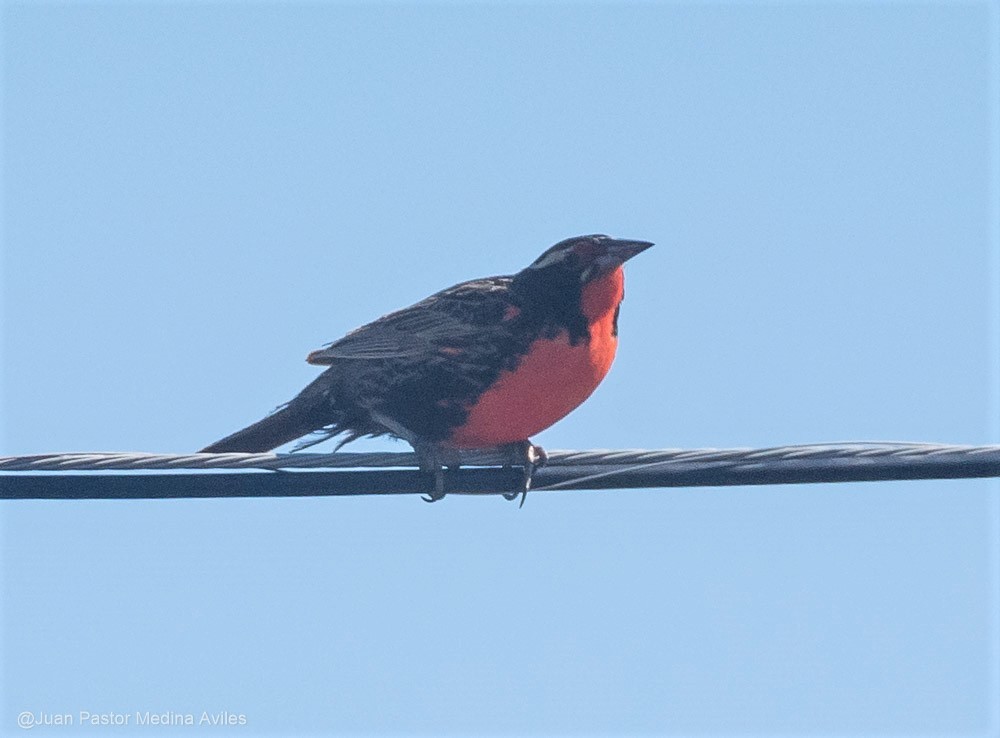 Long-tailed Meadowlark - Juan Pastor Medina Avilés