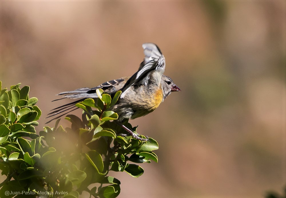 Gray-hooded Sierra Finch - ML297473471