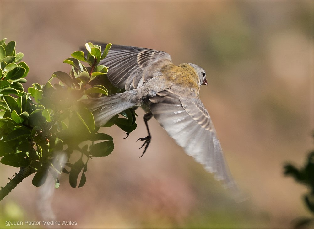 Gray-hooded Sierra Finch - ML297473491