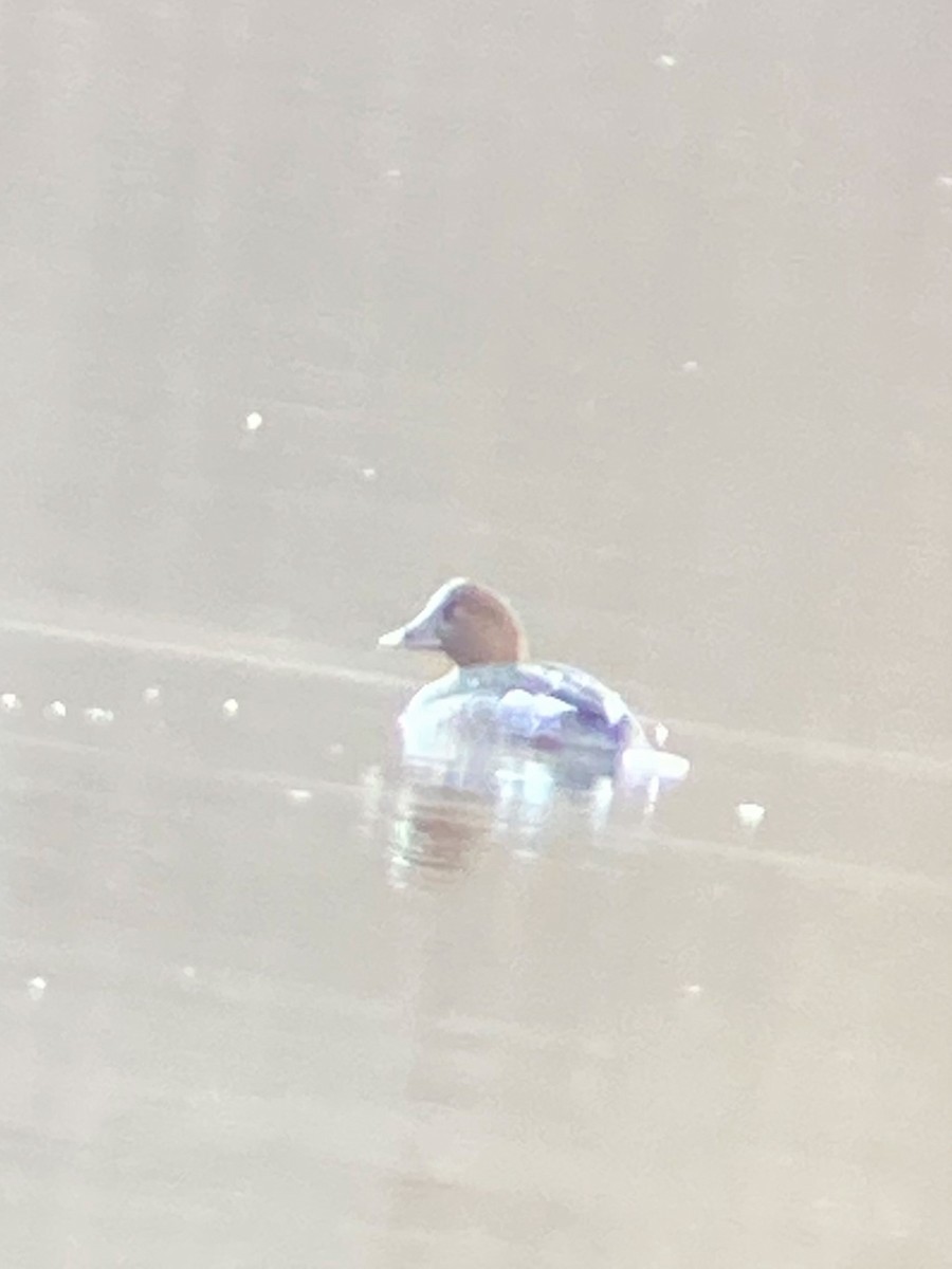 Common Goldeneye - ML297473811