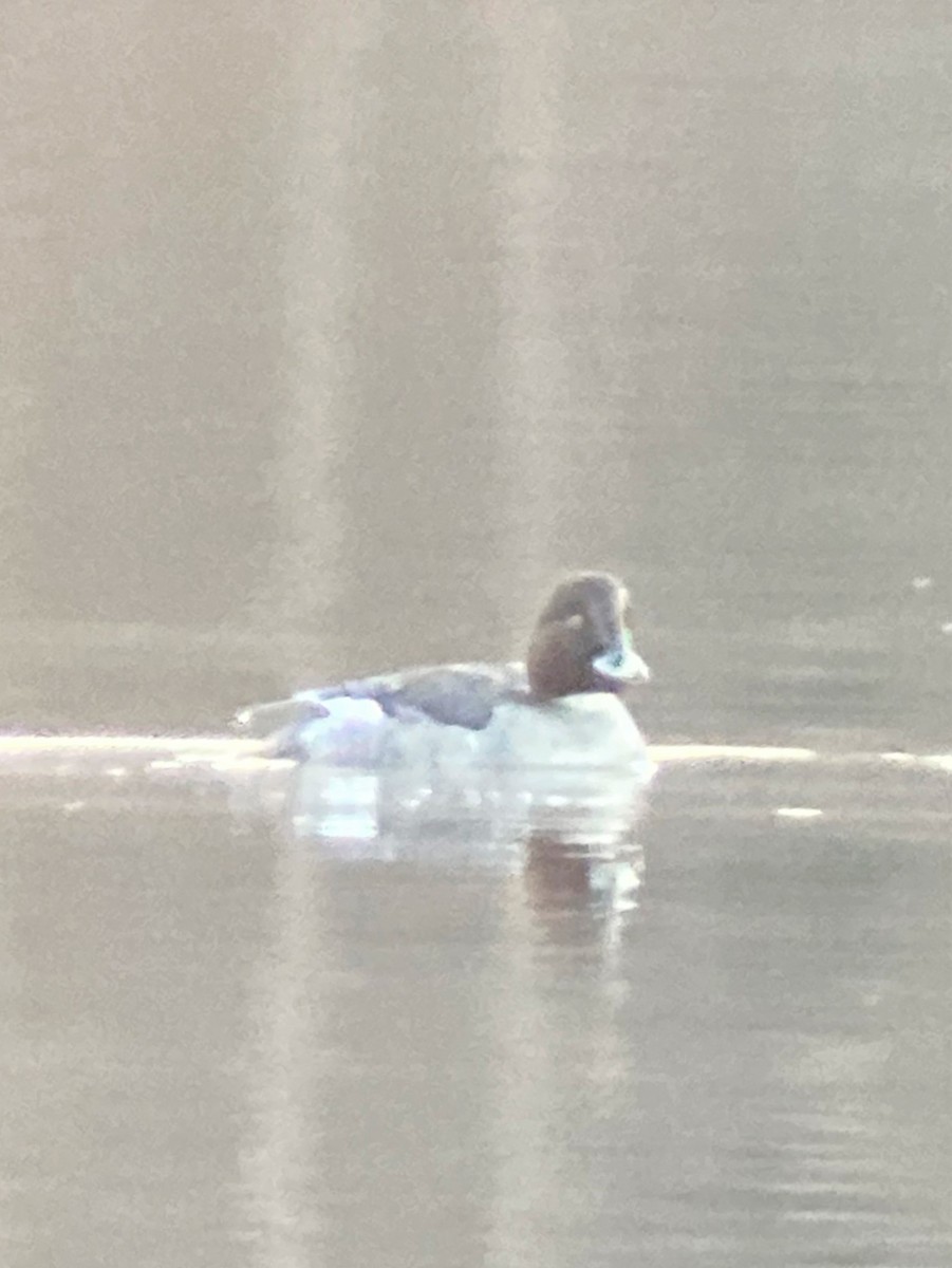 Common Goldeneye - ML297474001