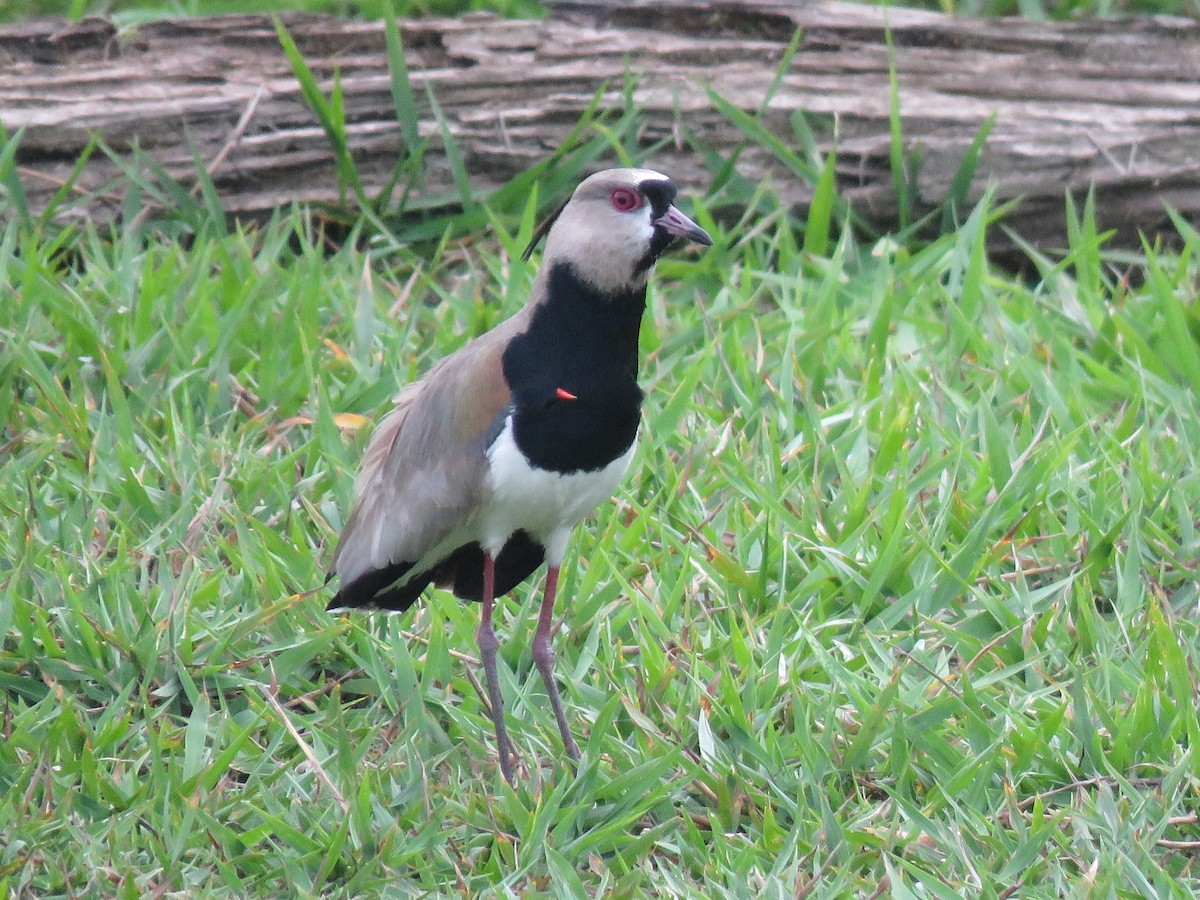 Southern Lapwing - ML297474281