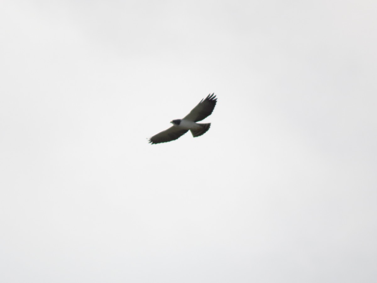 Short-tailed Hawk - katiuska Sicilia