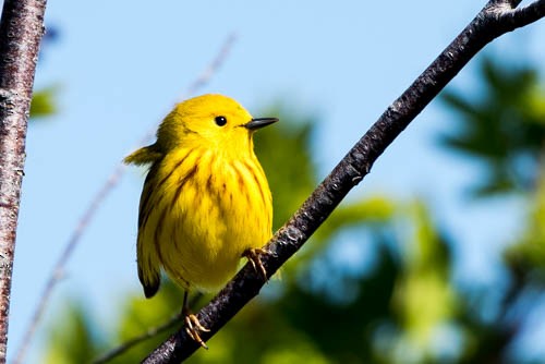 Yellow Warbler - Frank King