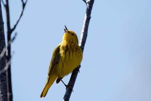 Yellow Warbler - Frank King