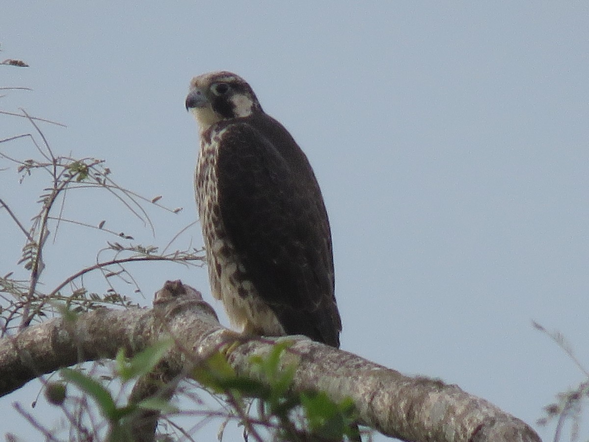 Peregrine Falcon - ML297474711