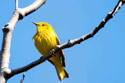 Yellow Warbler - Frank King