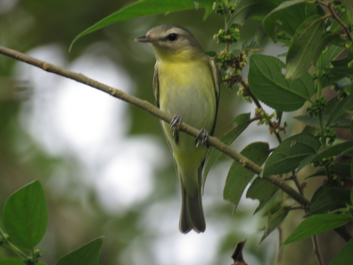 Philadelphia Vireo - katiuska Sicilia