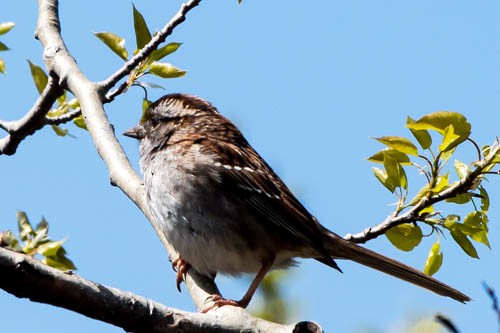 White-throated Sparrow - Frank King