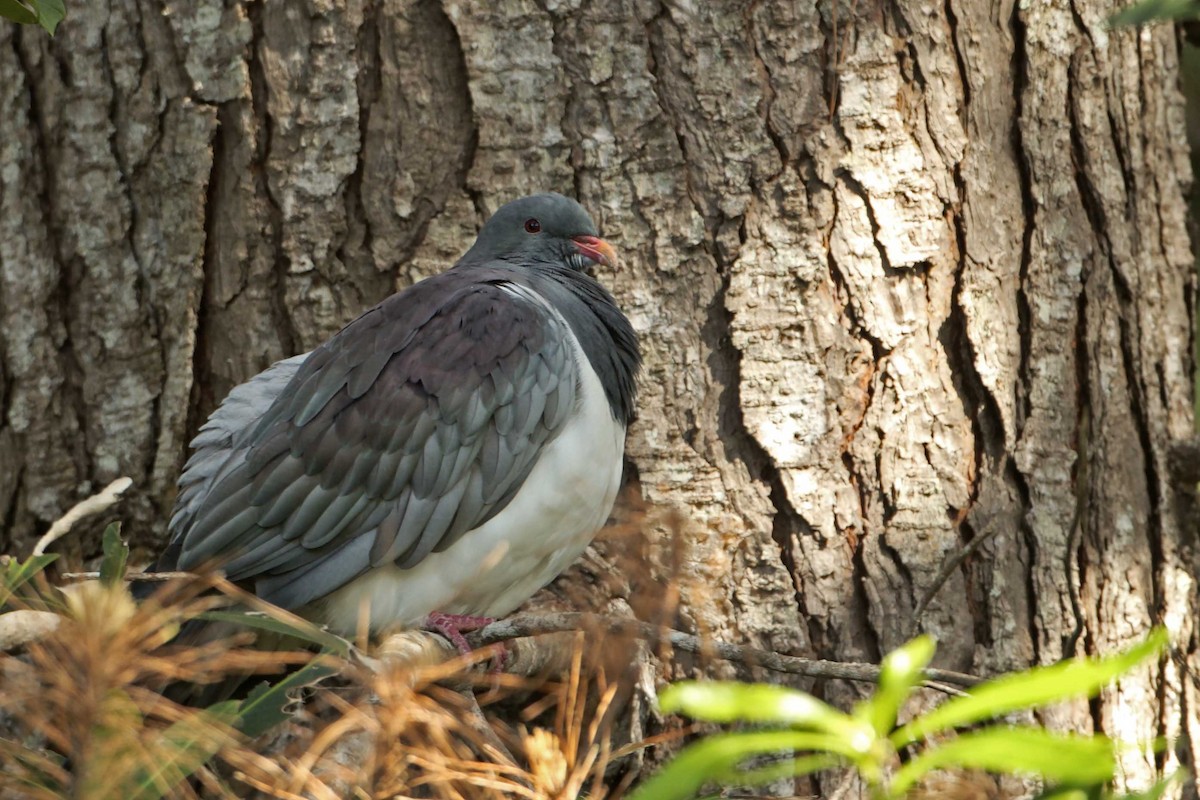 Chatham Island Pigeon - Adrian Boyle