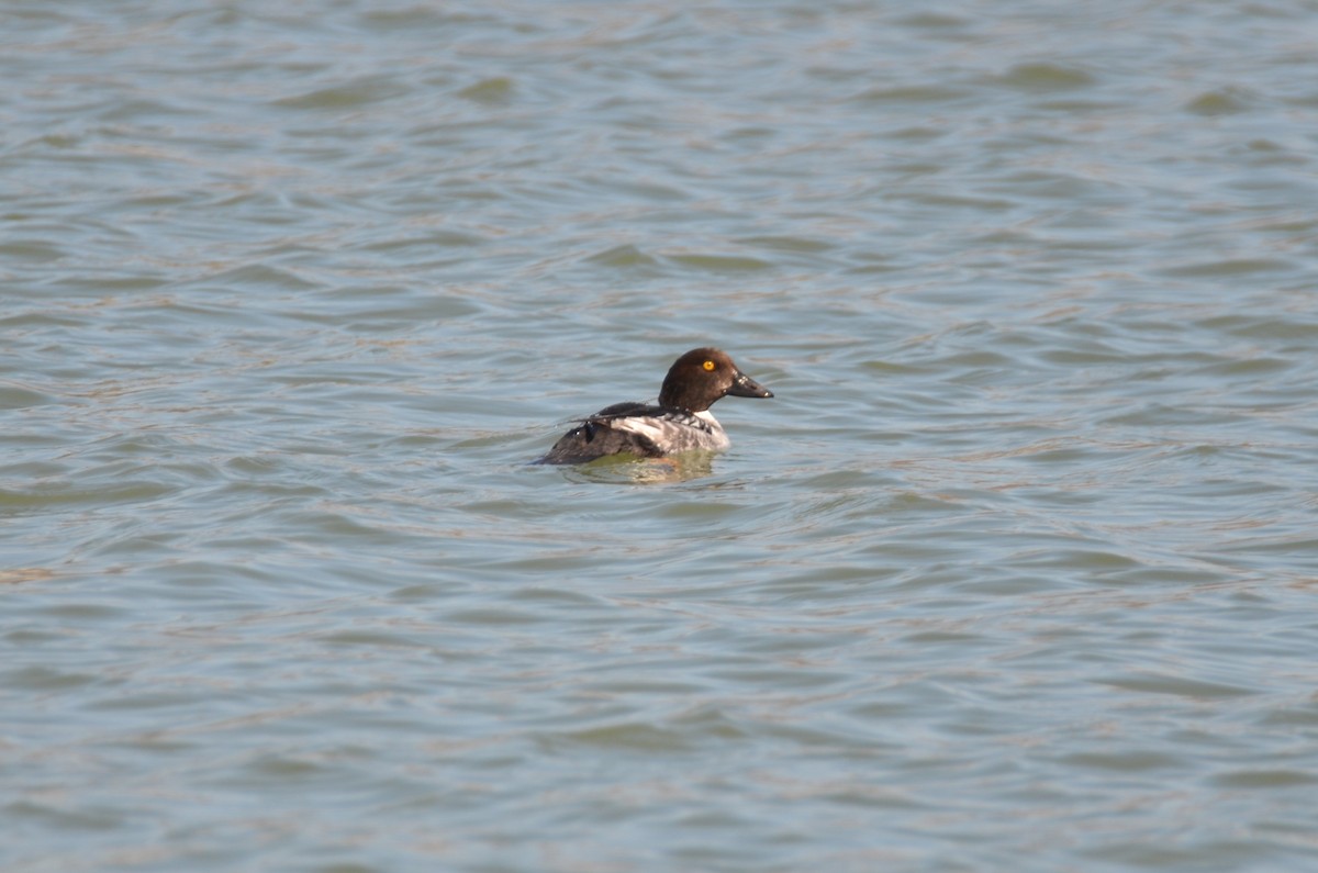 Common Goldeneye - ML297477601