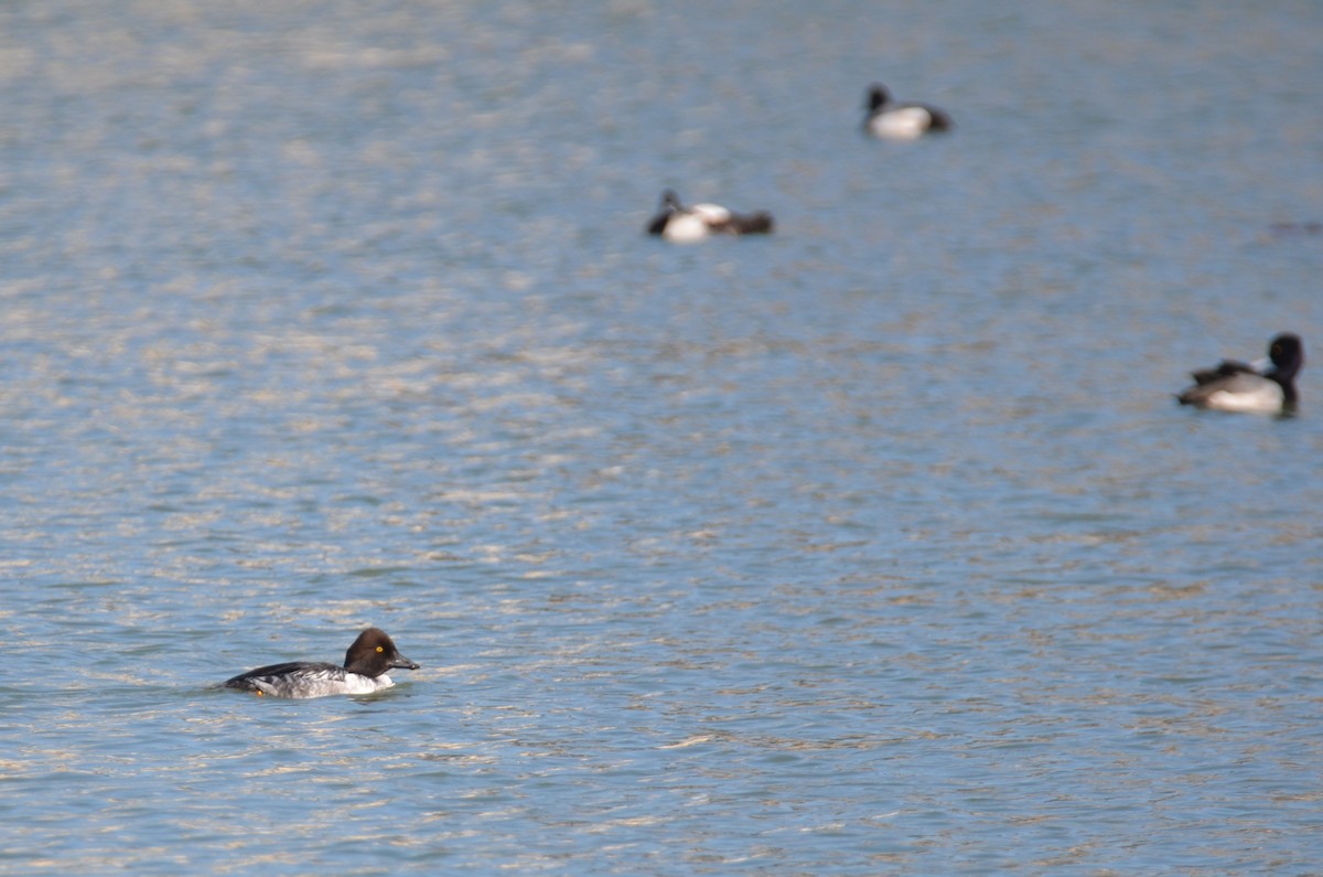 Common Goldeneye - Jody Shugart