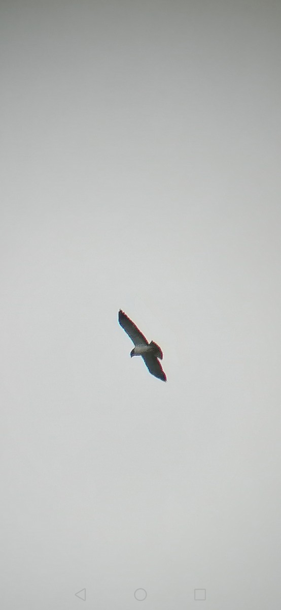 Short-tailed Hawk - Otto Alvarado