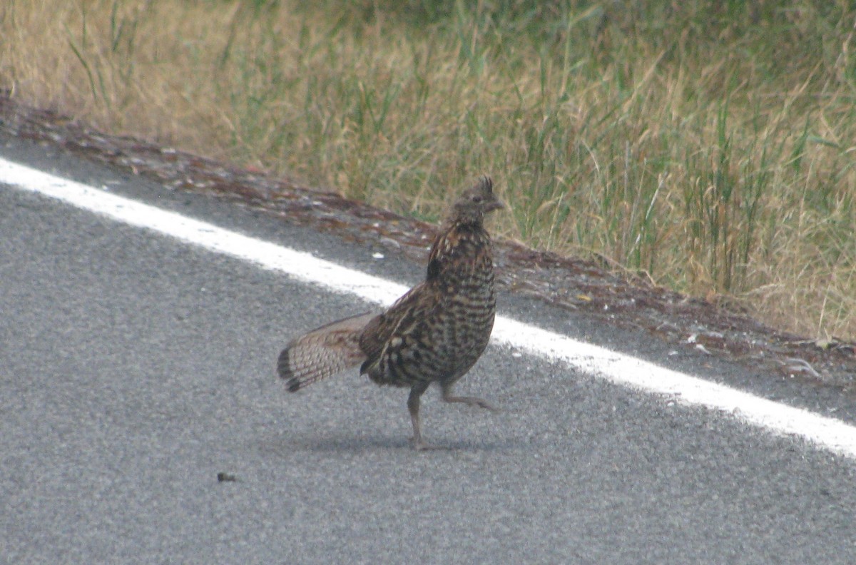 Ruffed Grouse - ML297479581