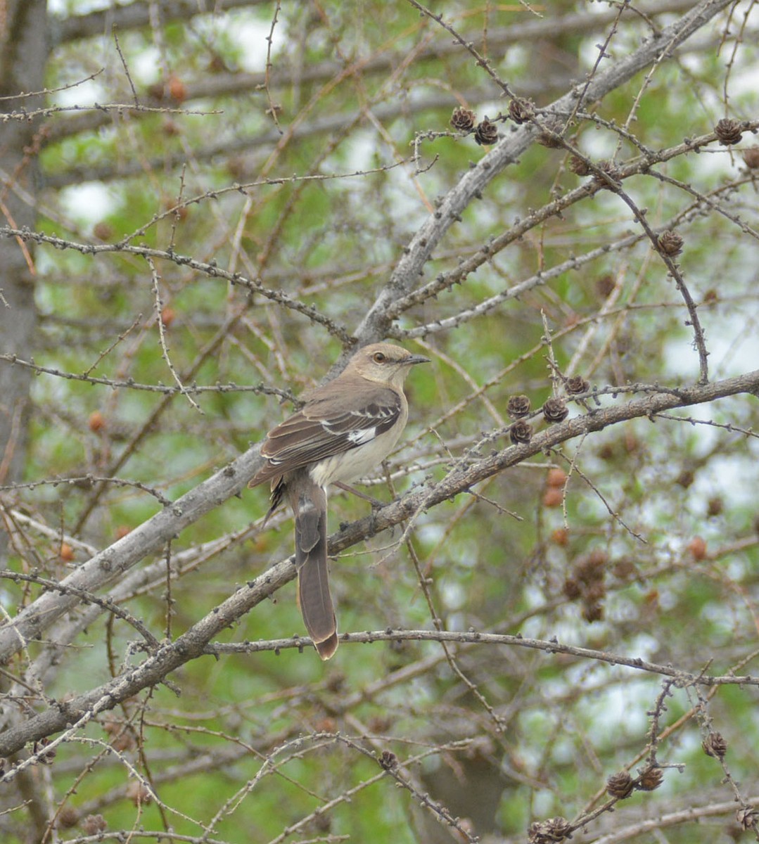 Northern Mockingbird - François Hamel