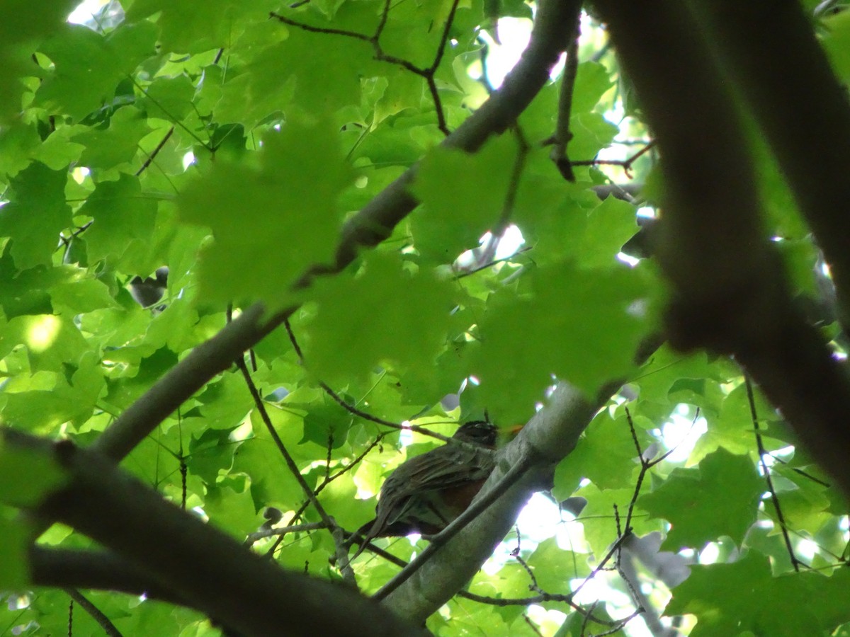 American Robin - ML29748311