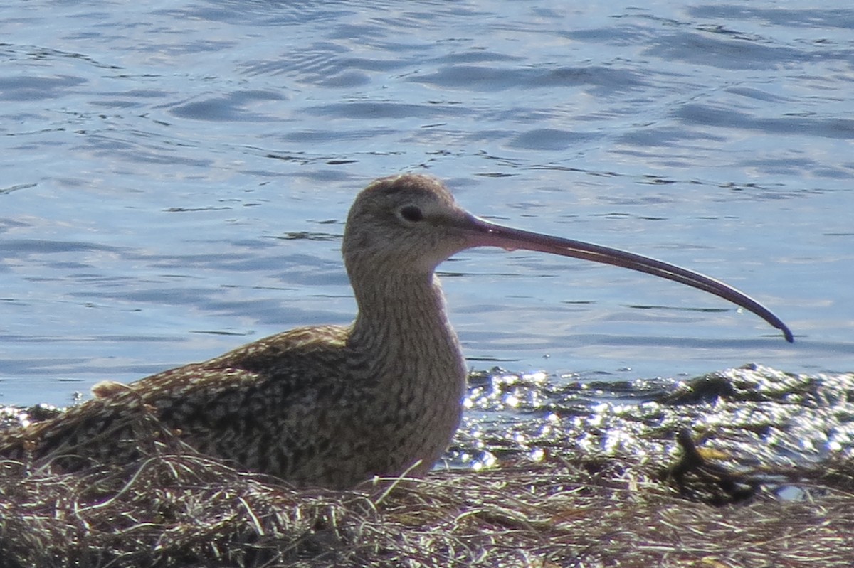 Long-billed Curlew - Stephen G.