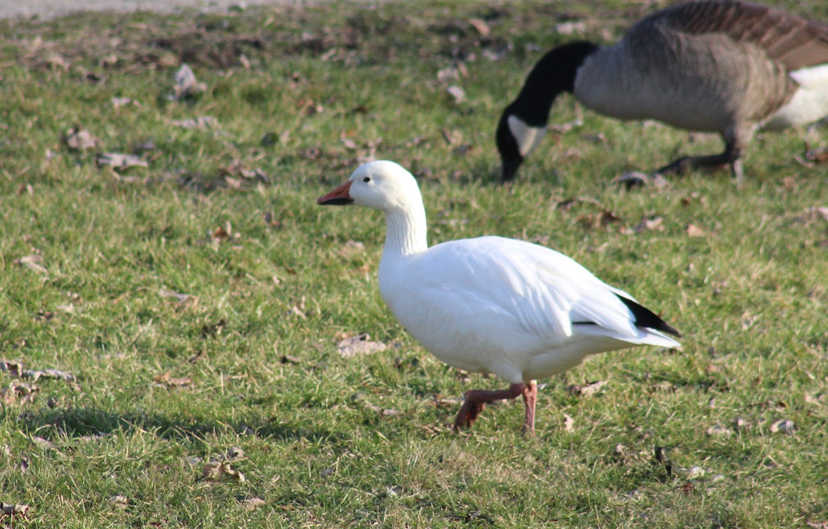 Snow Goose - Ben Morrison