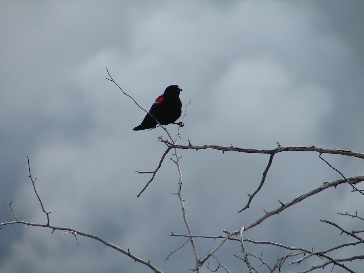 Red-winged Blackbird - ML297488651
