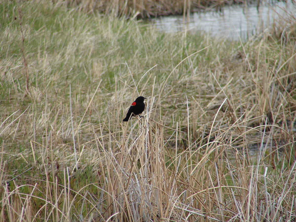Red-winged Blackbird - ML297488681
