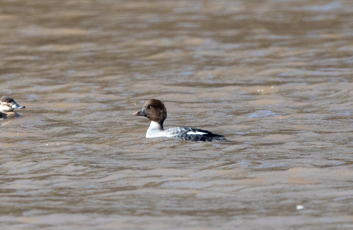 Common Goldeneye - ML297490411