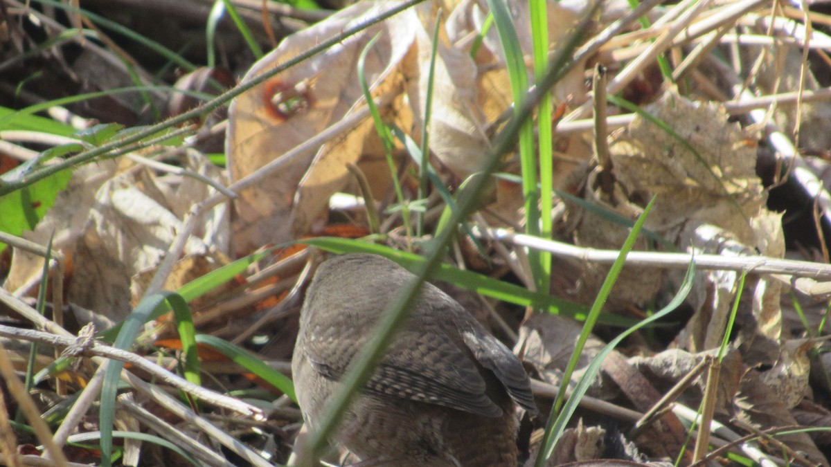 Northern House Wren - ML297491691