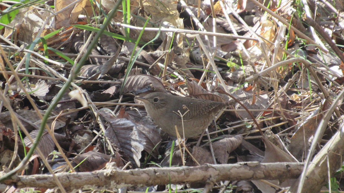 Northern House Wren - ML297491741