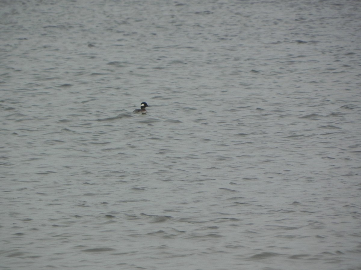 Bufflehead - ML297494231